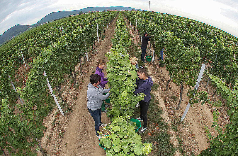 Im südpfälzischen Edesheim wurden am Mittwoch in einem Weinberg des Winzers Ralf Anselmann Trauben der Sorte Bacchus geerntet.