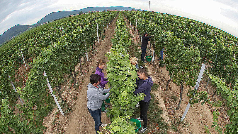 Im südpfälzischen Edesheim wurden am Mittwoch in einem Weinberg des Winzers Ralf Anselmann Trauben der Sorte Bacchus geerntet. Im südpfälzischen Edesheim wurden am Mittwoch in einem Weinberg des Winzers Ralf Anselmann Trauben der Sorte Bacchus geerntet.