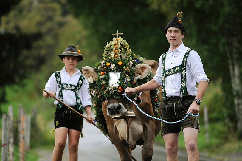 Kuehe werden waehrend des ersten Alpabtriebs des Jahres in Steibis nahe Oberstaufen von den Viehhuetern ins Tal getrieben. Nach der Sommerfrische auf den Bergweiden werden in 32 Orten zwischen Bodensee und Ammergebirge rund 30.000 Tiere im Tal zurueck erwartet.