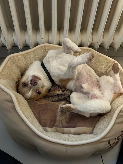 Lio: Ich finde er ist ein verrückter kleiner Kerl, der leider für seine 3 Jahre viele Tierarztbesuche hatte.