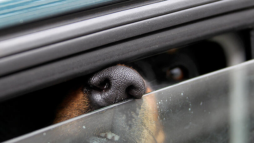 Bei praller Hitze sollte man seinen Hund nie im Auto zurücklassen. Bei praller Hitze sollte man seinen Hund nie im Auto zurücklassen.