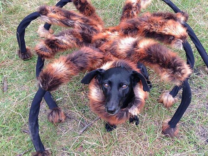 Im Tageslicht gar nicht mehr so furchterregend: Der "Spider Dog"