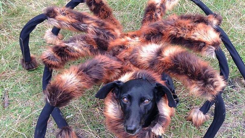 Im Tageslicht gar nicht mehr so furchterregend: Der "Spider Dog" Im Tageslicht gar nicht mehr so furchterregend: Der "Spider Dog"