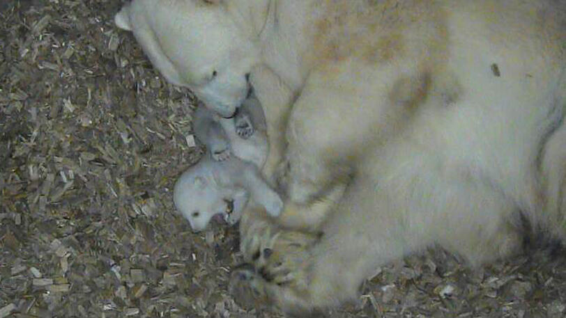 Das Eisbärbaby wiegt inzwischen rund vier Kilo und macht erste Geh- und Beißversuche.