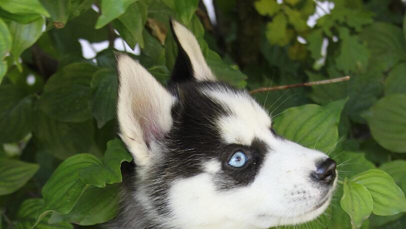 Skrupellose Händler hatten die Hunde betäubt, um sie ruhig zu stellen. Skrupellose Händler hatten die Hunde betäubt, um sie ruhig zu stellen.