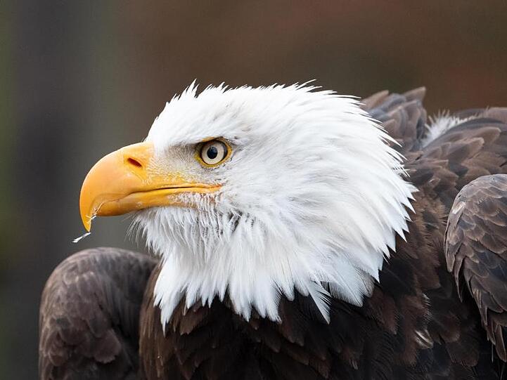 Eine Weißkopf-Seeadler. Foto: Bernd Weißbrod/dpa/Archivbild