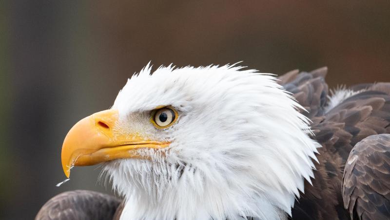 Eine Weißkopf-Seeadler. Foto: Bernd Weißbrod/dpa/Archivbild Eine Weißkopf-Seeadler. Foto: Bernd Weißbrod/dpa/Archivbild