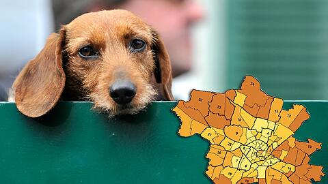 Da kann er noch so mit den Ohren schlackern: Der Dackel  ist in München nicht mehr Nummer eins. Die Karte rechts zeigt, wo in München Hunde weit verbreitet sind &ndash; und wo sie eher selten leben.