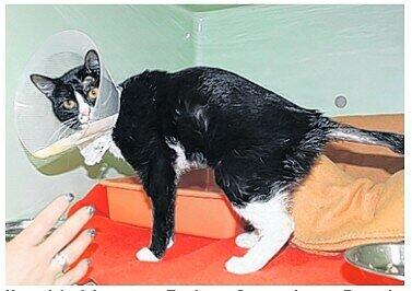 Katze Like wurde vom Freund ihrer Besitzerin gequält. Aus Eifersucht. Sie kam mit gebrochenen Rippen, geprelltem Schädel und Schürfwunden in die Tierklinik. Strafe: 5600 Euro.