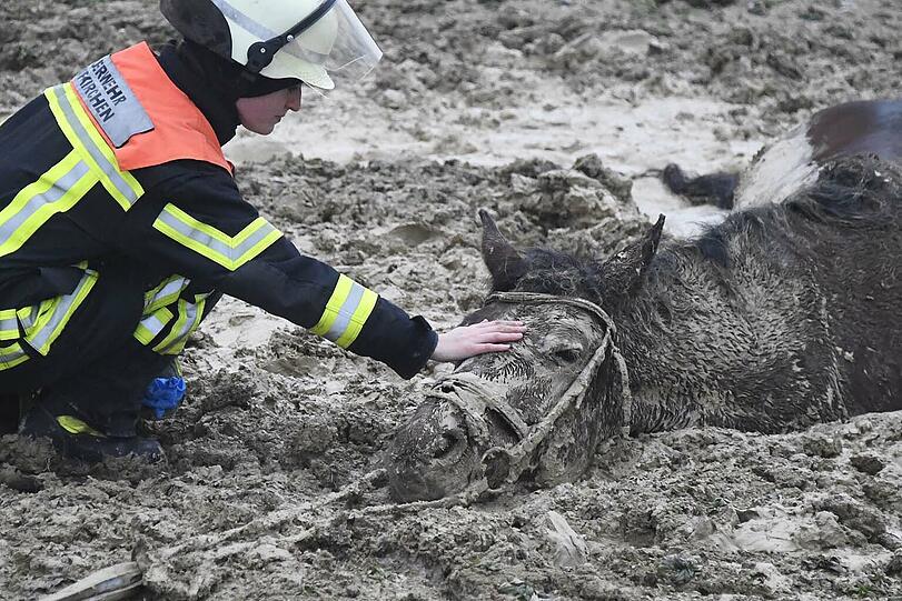 Die Feuerwehr Taufkirchen hat am Sonntag einen ungewöhnlichen Einsatz souverän erledigt: Das im Matsch versunkene Pferd wurde unversehrt gerettet.