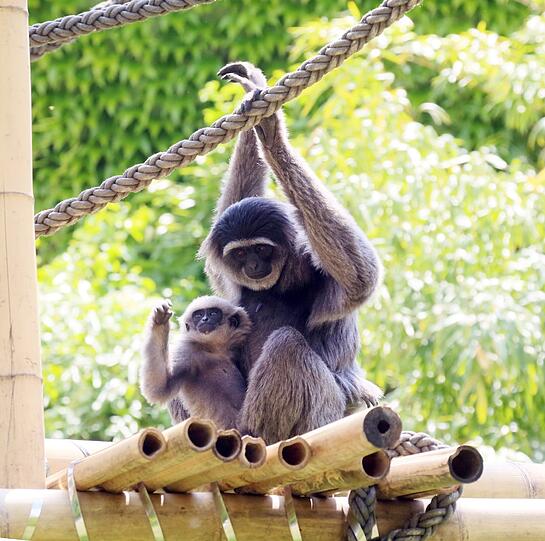 Mia ist die jüngste der fünfköpfigen Silbergibbon-Familie im Tierpark Hellabrunn.