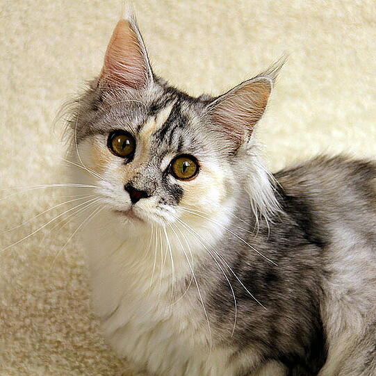 Schöne Maine Coon-Katzen werden auf der Rassekatzenschau auch sein.
