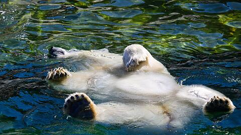 Ein Eisb&auml;r schwimmt im Zoo Hannover in einem Wasserbecken.