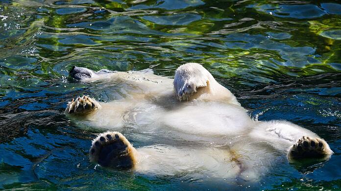 Ein Eisb&auml;r schwimmt im Zoo Hannover in einem Wasserbecken.