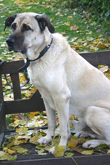 Er war ein Jahr alt, als er abgegeben wurde - und das ist nun fast neun Jahre her: Mit einer Wartezeit von 8,5 Jahren führt Kangal-Rüde Pascha die Liste der Riemer Langzeit-Insassen an.