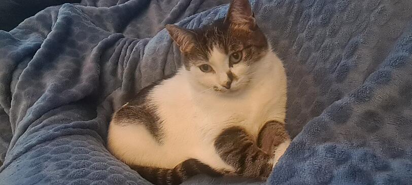 Maya