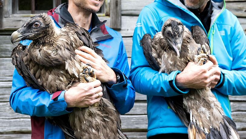 Mitarbeiter im Nationalpark Berchtesgaden zeigen die Bartgeier Sisi (l) und Nepomuk.