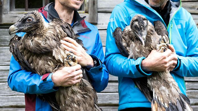 Mitarbeiter im Nationalpark Berchtesgaden zeigen die Bartgeier Sisi (l) und Nepomuk.