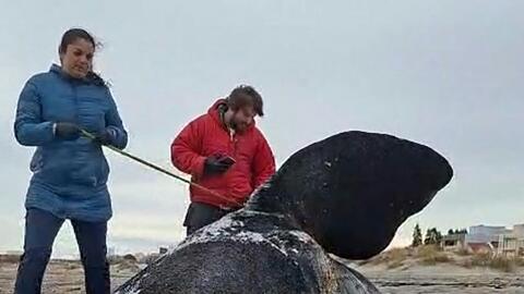 Dutzende toter Jungwale wurden in Patagonien an Land gesp&uuml;lt.