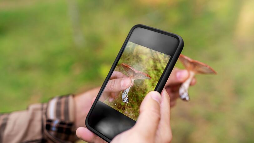 Pilzratgeber und Apps k&ouml;nnen beim Pilze sammeln unterst&uuml;tzen, verlassen sollte man sich darauf aber nicht.
