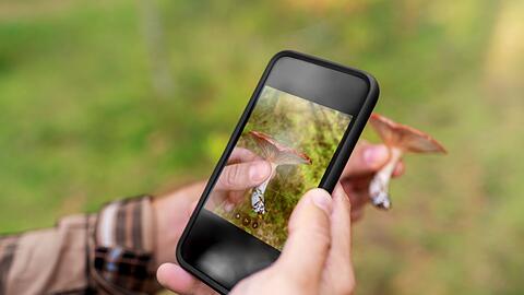 Pilzratgeber und Apps k&ouml;nnen beim Pilze sammeln unterst&uuml;tzen, verlassen sollte man sich darauf aber nicht.