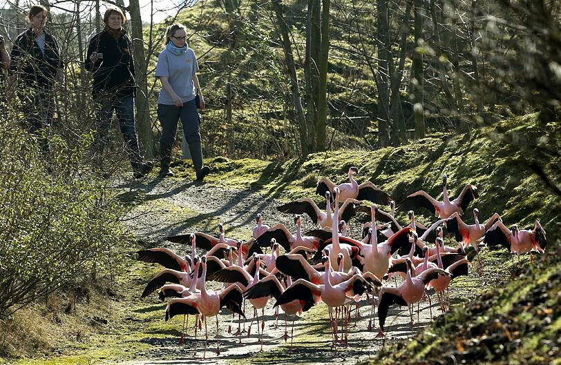 Auch die Flamingos in einem Zoo in Gelsenkirchen fühlen sich wohl