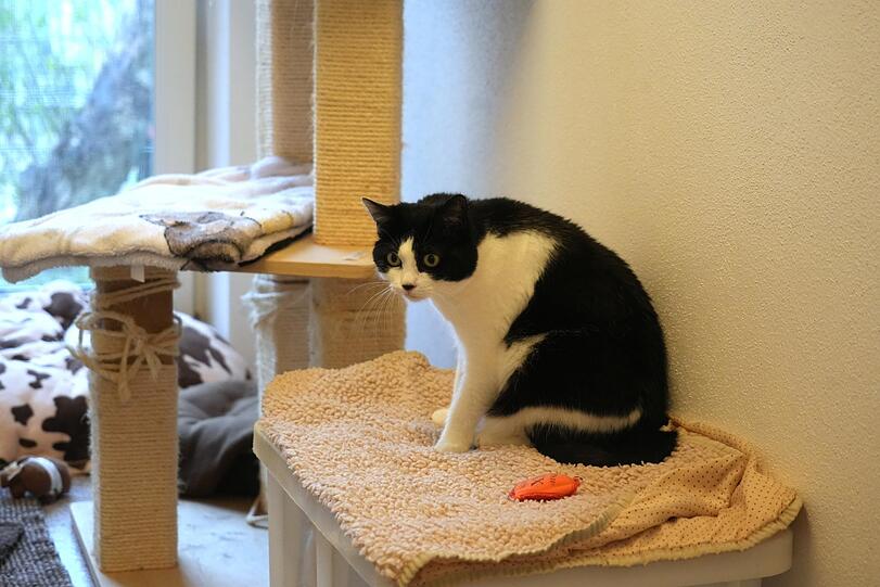 Katze Saskia in ihrem Zimmer im Katzenhaus. Sie sucht ein neues Zuhause.