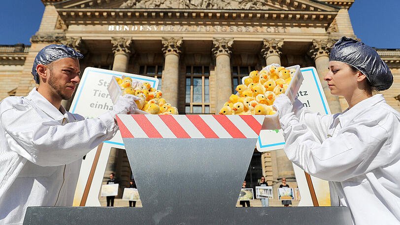 Mitglieder der Tierschutzorganisation Peta protestieren vor der Urteilsverkündung mit einer symbolischen Aktion zum Kükenschreddern vor dem Bundesverwaltungsgericht.