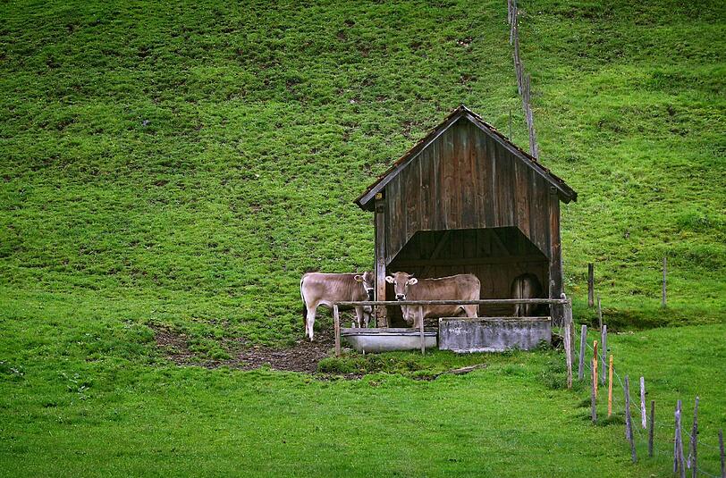 Nicht nur die Kühe standen diesen Sommer viel im Regen. Auch Wanderer und Hüttengäste waren vom schlechten Wetter geplagt.