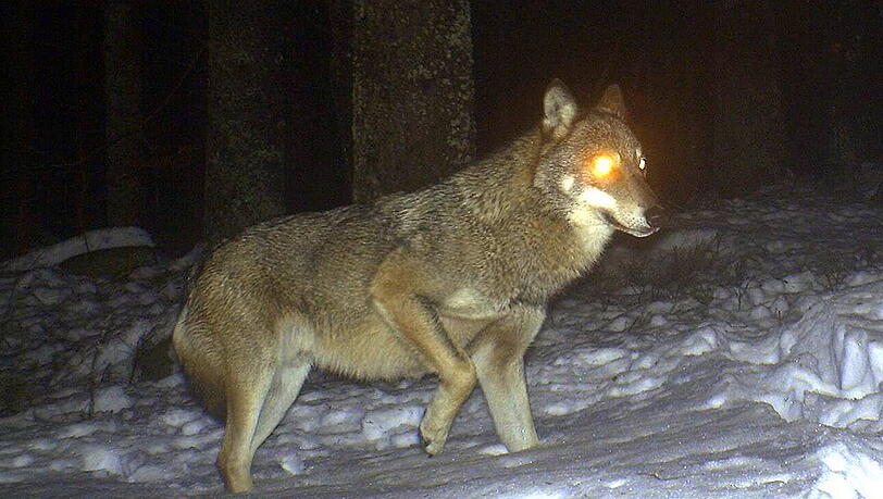 Dieses Foto vom 28. Januar zeigt einen Wolf, der im Nationalpark Bayerischer Wald fotografiert wurde, höchstwahrscheinlich handelt es sich um dasselbe Tier. Dieses Foto vom 28. Januar zeigt einen Wolf, der im Nationalpark Bayerischer Wald fotografiert wurde, höchstwahrscheinlich handelt es sich um dasselbe Tier.