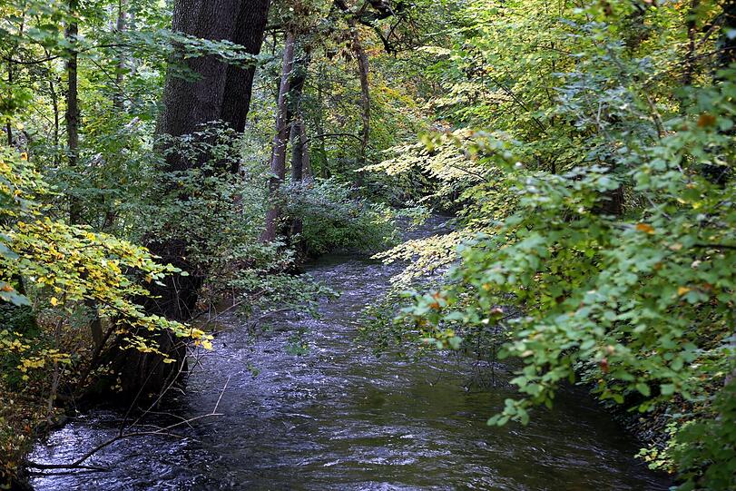 Wildes Ufer, flotter Bach: die Würm.
