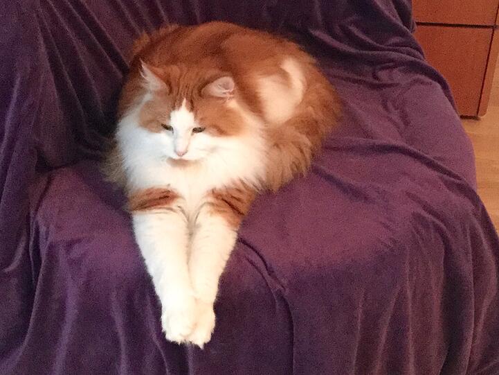 Mr. Big