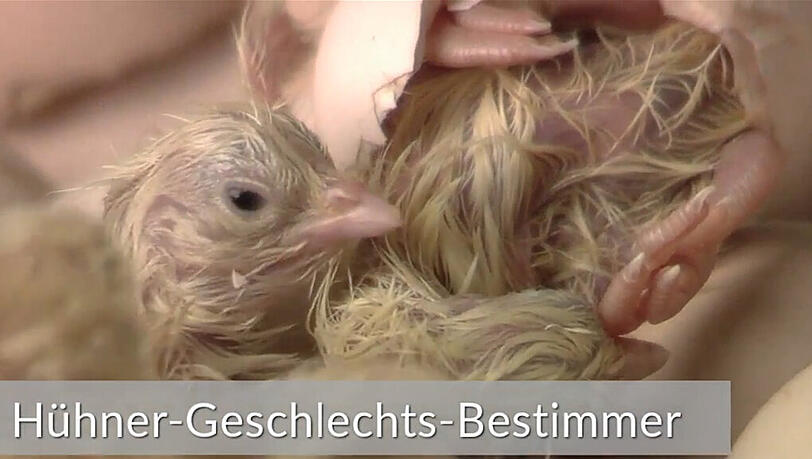 Berufswunsch Hühner-Geschlechts-Bestimmer? Dieser und sechs weitere kuriose Berufe im Video. Berufswunsch Hühner-Geschlechts-Bestimmer? Dieser und sechs weitere kuriose Berufe im Video.