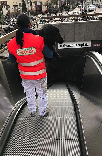 Auf Rolltreppen sollten Hunde immer getragen werden.