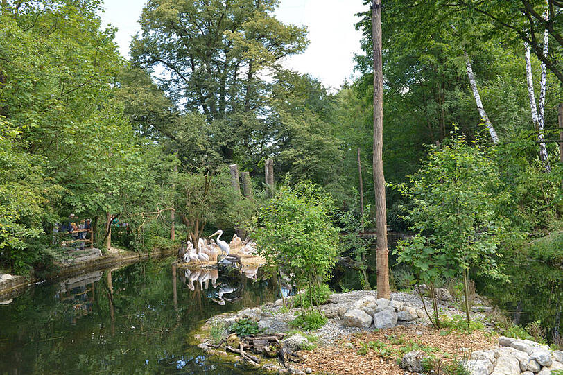 Die neue Pelikan-Anlage im Tierpark Hellabrunn.