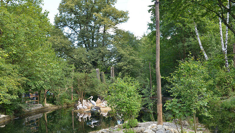 Die neue Pelikan-Anlage im Tierpark Hellabrunn. Die neue Pelikan-Anlage im Tierpark Hellabrunn.