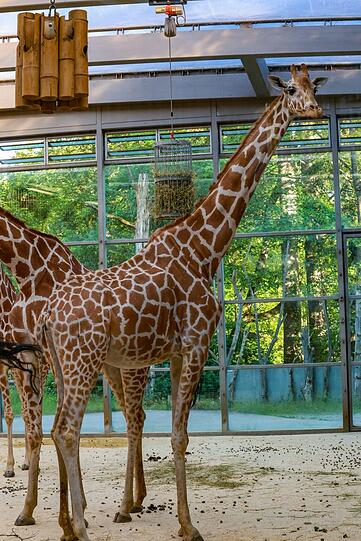 Eine weibliche Giraffe. Sie lebt in einer reinen Weibchengruppe. Foto: Bernd Wackerbauer