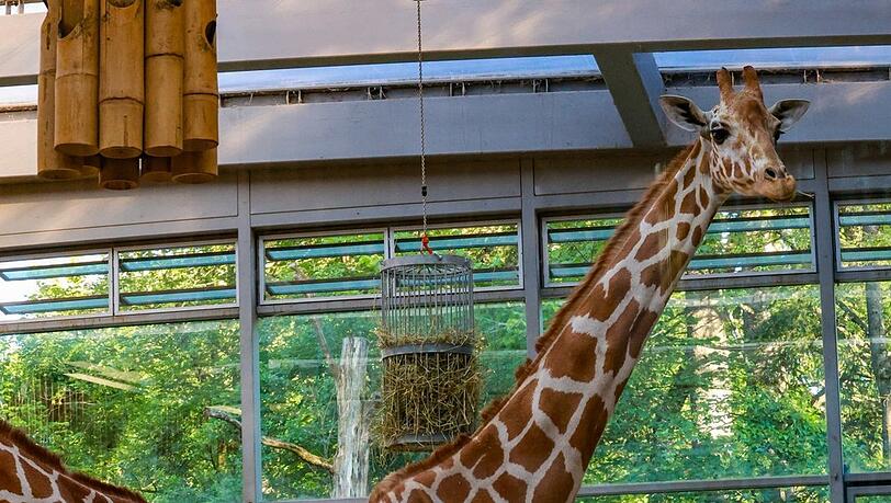 Eine weibliche Giraffe. Sie lebt in einer reinen Weibchengruppe. Foto: Bernd Wackerbauer Eine weibliche Giraffe. Sie lebt in einer reinen Weibchengruppe. Foto: Bernd Wackerbauer