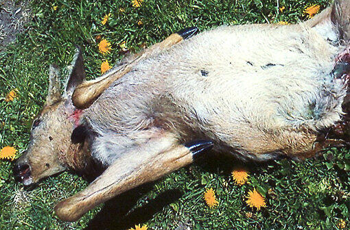 Eines der getöteten Rehe.