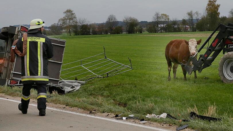 Die beiden Rinder im Anhänger verletzten sich nur leicht - die beiden Autofahrer blieben unverletzt.