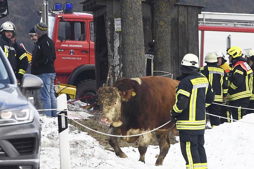 Zehn Rinder haben am Montagnachmittag die Einsatzkräfte auf Trab gehalten: Sie waren bei einem Unfall ausgebüxt und weigerten sich beharrlich wieder in den Anhänger zu klettern.