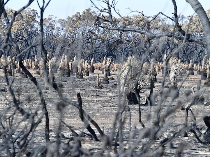 Die Buschfeuer haben wie hier auf Kangaroo Island schwere Schäden in der Natur hinterlassen.
