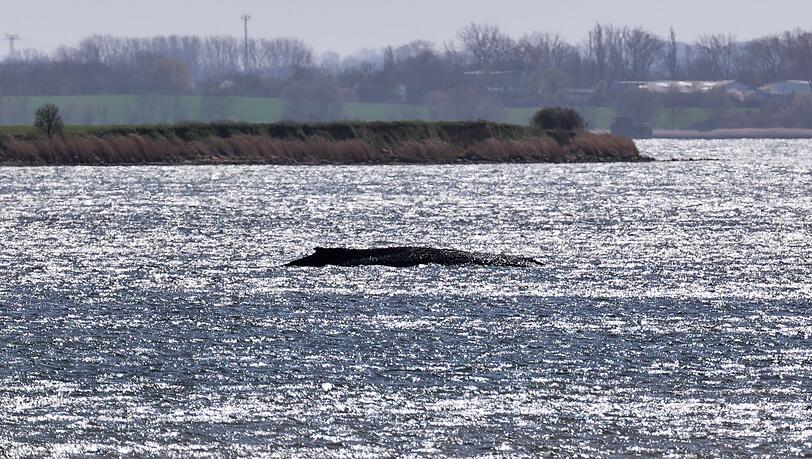 Rund um die Uhr sind Einsatzkr&auml;fte an der K&uuml;ste, um den Wal zu beobachten.