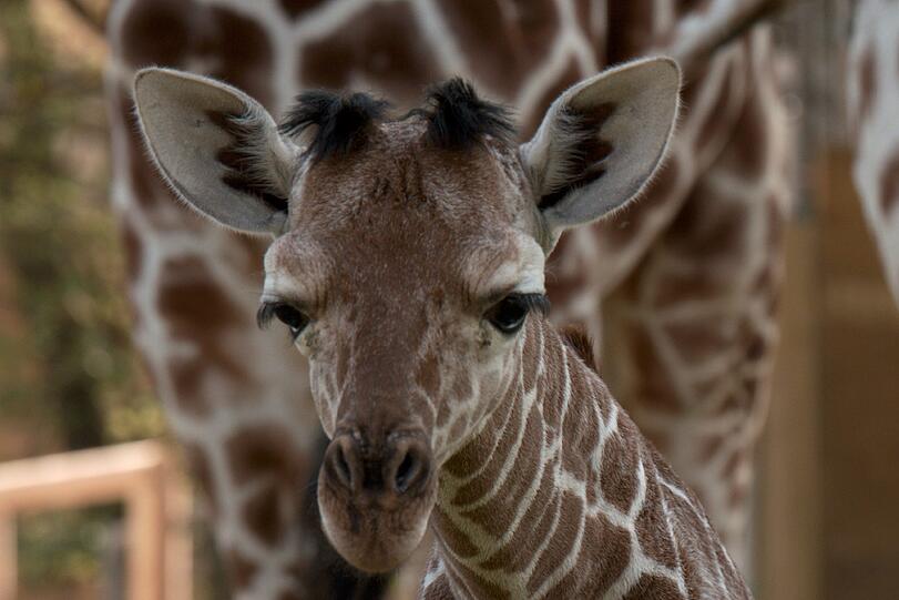 Ein zuckersüßes Giraffenbaby wartet im Tierpark Hellabrunn auf Besucher. Zwei Wochen ist es gerade alt. Hier gibt's schon mal die nettesten Fotos von dem putzigem Tierchen.