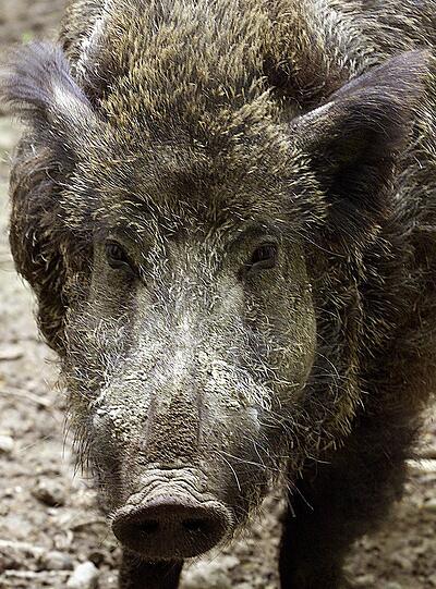 Eine Beule am Kopf wird ein auf Krawall gebürstetes Wildschwein wohl noch ein paar Tage an seine Begegnung
mit der Polizei erinnern. Der Keiler hatte sich am Donnerstagabend einem Streifenwagenin Östringen (Kreis Karlsruhe) in den Weg gestellt, wie die Polizei am Freitag berichtete. Das Tier nahm eine drohende Haltung ein und machte Anstalten, den Dienstwagen zu rammen. Die Beamten schalteten daraufhin Martinshorn und Blaulicht an. Das Wildschein versuchte, &bdquo;wohl überrascht vom Auftreten seines Gegenübers&ldquo;, eine Leitplanke zu überspringen. &bdquo;Aufgrund der Leibesfülle missglückte jedoch der Sprung und er prallte mit seinem Dickschädel dagegen&ldquo;, hieß es weiter. &bdquo;Nachdem der Eber benommen und orientierungslos auf die Fahrbahn zurück torkelte, hupten die Beamten, woraufhin das Wildschwein laut Polizeibericht "zumindest mit einer leichten Schädelprellung" in den Wald entschwand.&ldquo;