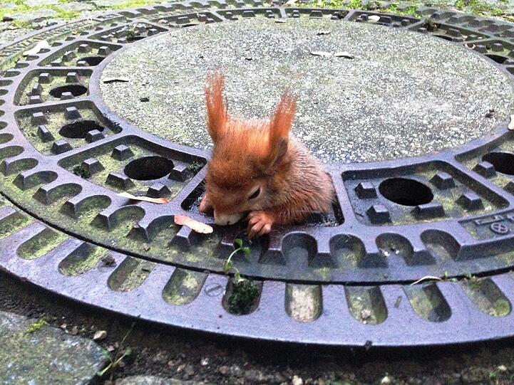 Ein Eichhörnchen hatte sich in einem Kanaldeckel verfangen. Die ersten Befreiungsversuche blieben erfolglos.