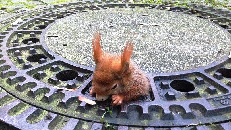 Ein Eichhörnchen hatte sich in einem Kanaldeckel verfangen. Die ersten Befreiungsversuche blieben erfolglos.