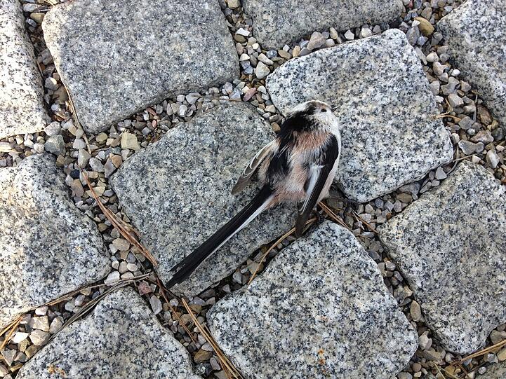 Auch diese Schwanzmeise ist in die gläserne Vogelfalle geraten.