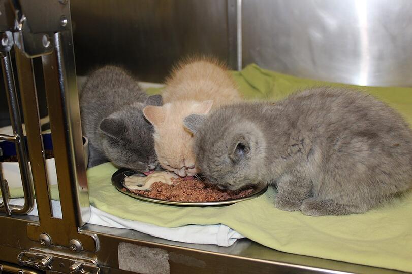 Die Katzenbabys bei der Aufnahme in die Quarantänestation des Tierheims.
