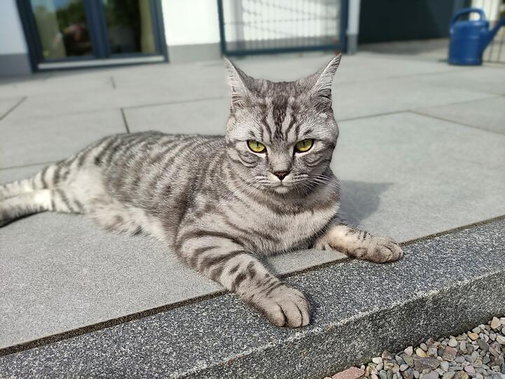Willi